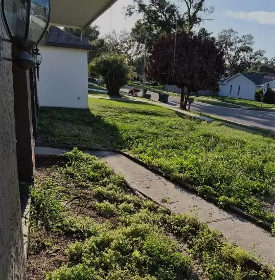 Before: a buried front walk edged back to the concrete, a LoLo Lawncare job in the Tampa area