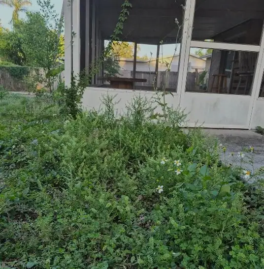Before: an overgrown strip by a screen room cut back to the curb, a LoLo Lawncare job in the Tampa area