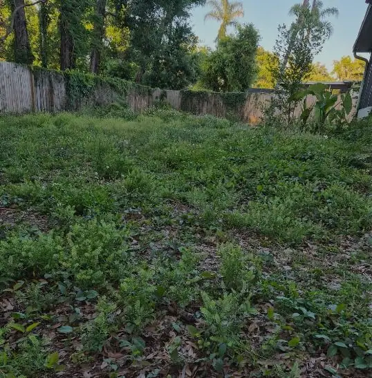 Before: a yard LoLo Lawncare worked on in the Tampa area