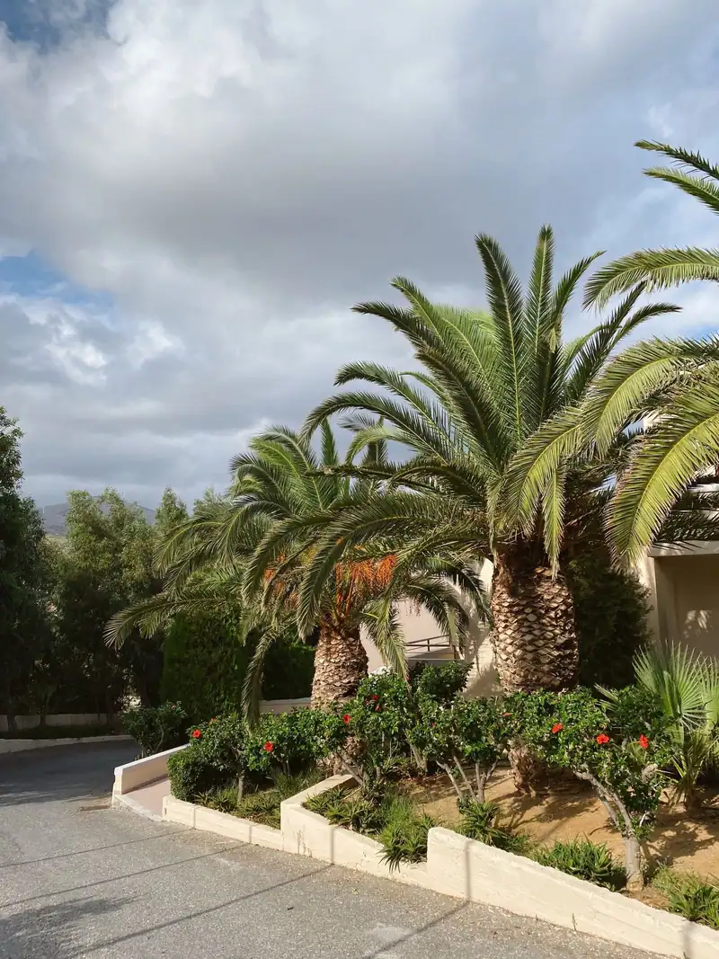 Palms and a planted bed beside a driveway