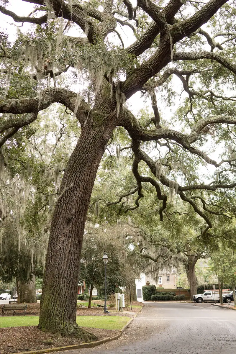 A giant live oak with Spanish moss over a quiet street