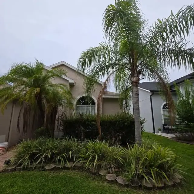 Queen palms and a planted bed in front of a stucco home, a LoLo Lawncare job in the Tampa Bay area