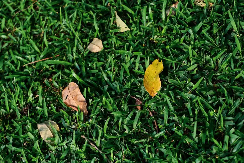 Fallen leaves on St. Augustine grass